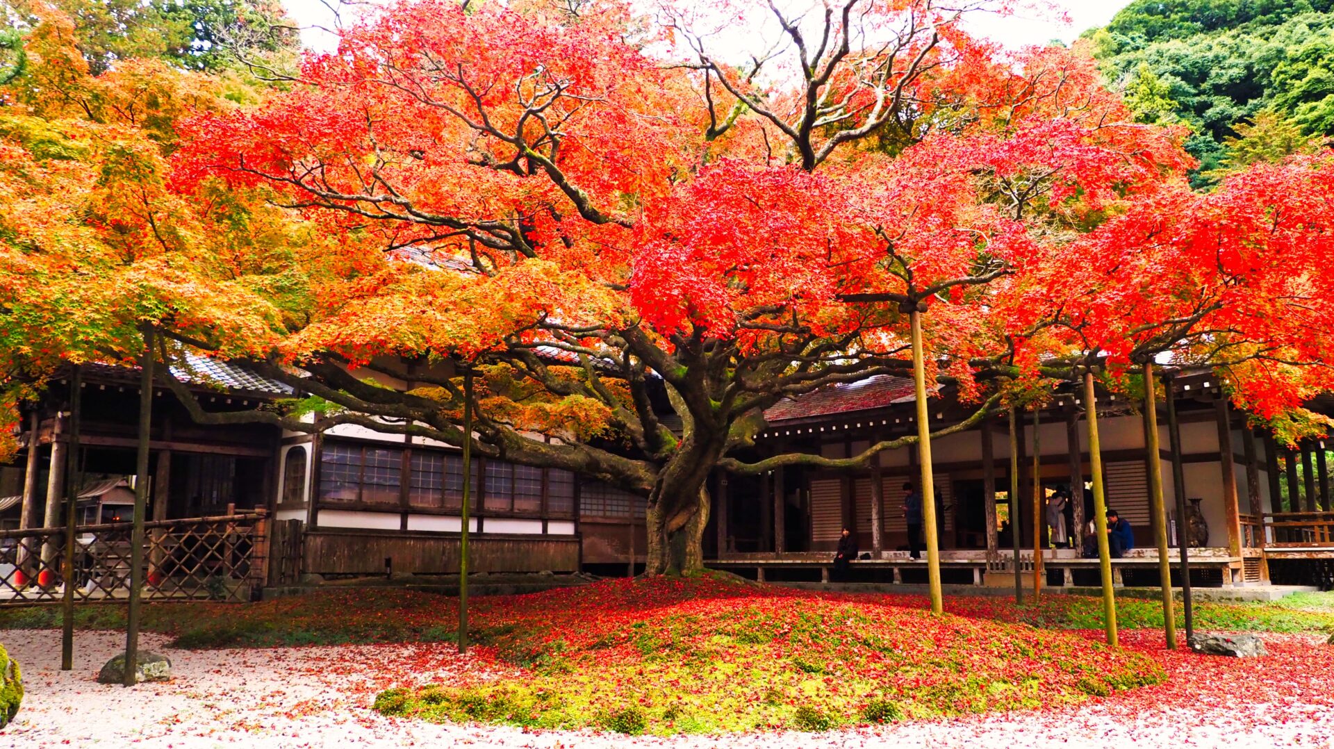 雷山千如寺の紅葉と静寂が織りなす秋の絶景 » 【写真紀行】糸島そして