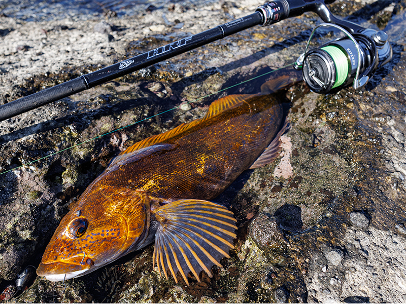 HRF SX(ロッド)｜DAIWA