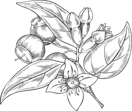 Sandalwood Sketch Images – Browse 358 Stock Photos, Vectors, and