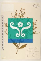 仙台通宝 （仙臺通寳 背當銀一匁）天明4年（1784年）