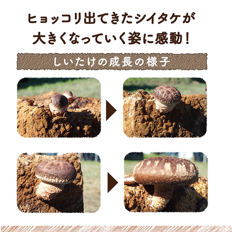 ニョキッコ（しいたけ栽培キット） | タマチャンショップ 公式