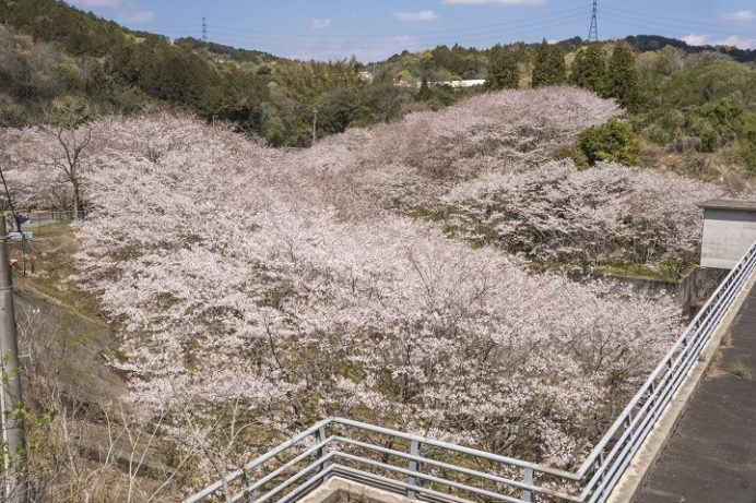 桜の里の桜（長崎）【開花と満開日2023】～現地レポ！