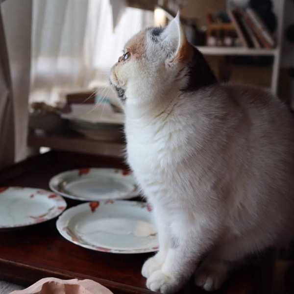 猫の皿や鉢がかわいい食器 松浦ナオコ（まつうらなおこ）の作家作品
