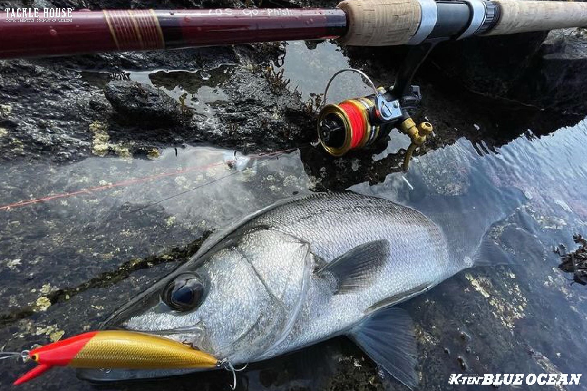 釣果報告 和歌山県 ヒラスズキ 。2024/3