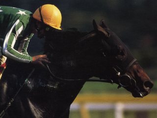 タイキブリザード | 大樹レーシングクラブ公式サイト