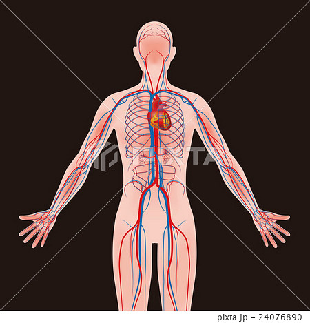 人体モデルと血管の構造図のイラスト素材 [24076890] - PIXTA