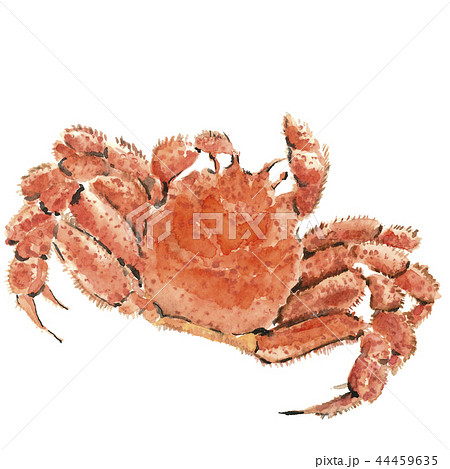 毛ガニ カニ 蟹 甲殻類 素材【水彩イラスト】のイラスト素材 [44459635