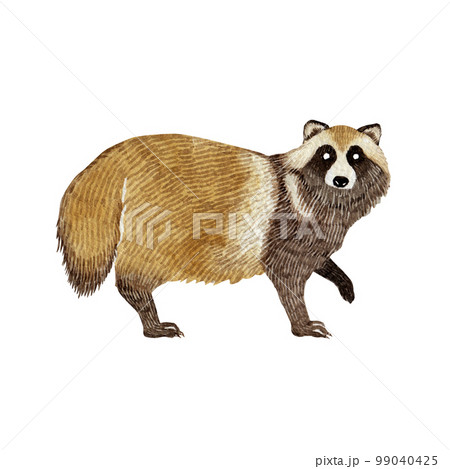 たぬき 街中で見かける野生動物 水彩 イラストのイラスト素材