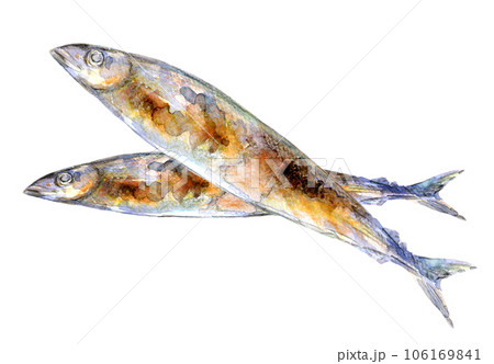秋の味覚 秋刀魚 水彩イラスト 焼きさんまのイラスト素材 [106169841