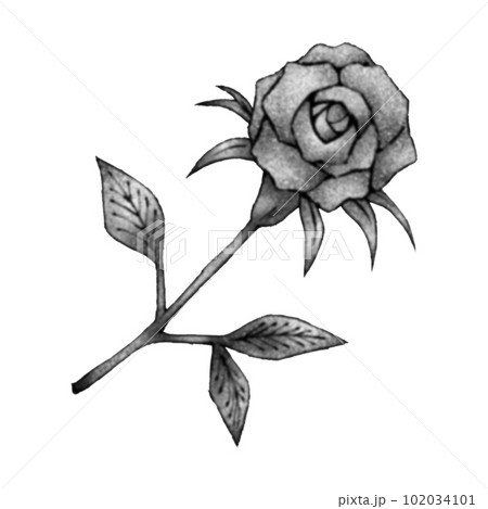 1本の薔薇（単品）／水墨画風のイラスト素材 [102034101] - PIXTA