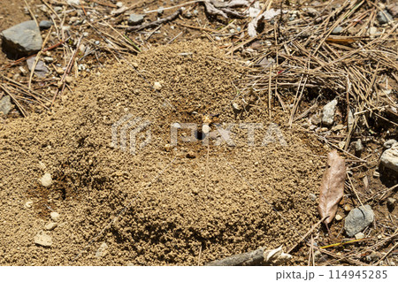 アリの巣の写真素材 [114945285] - PIXTA
