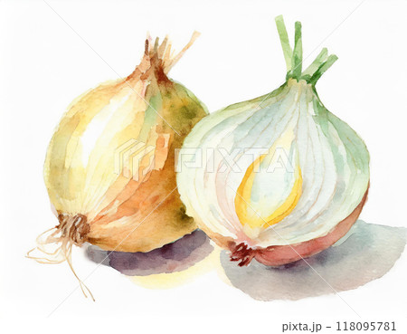 水彩画で描かれた玉ねぎのイラスト素材 [118095781] - PIXTA