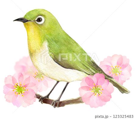 花 梅 小鳥 鳥のイラスト素材 - PIXTA