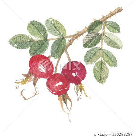 ハマナス 浜茄子 浜梨 はまなすのイラスト素材 - PIXTA