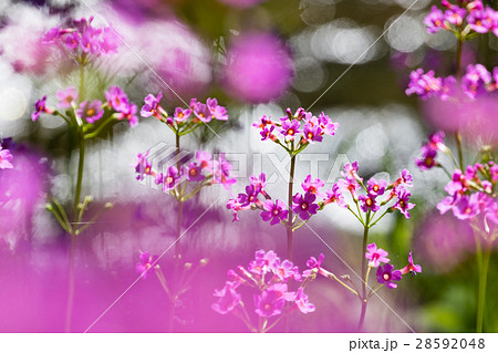 九輪草の写真素材 - PIXTA