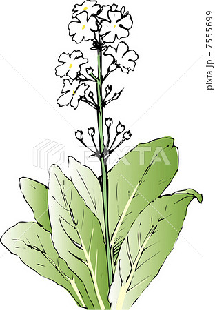 九輪草の写真素材 - PIXTA