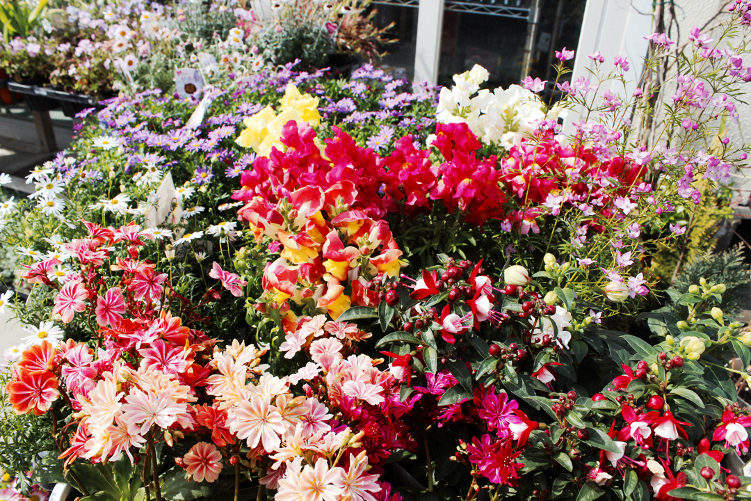 プランツギャザリング」の魅力を伝道する「green ＋ flower MOMO