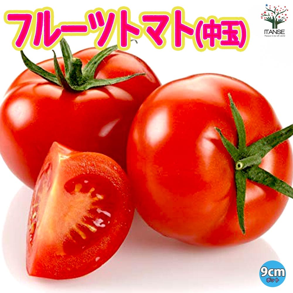 とまと ネット 8m×6m 緑 とまと ネット 8m×6m 緑 とまと ネット 8m×