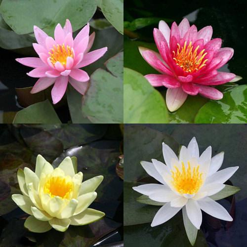 楽天市場】水蓮の花びらの通販