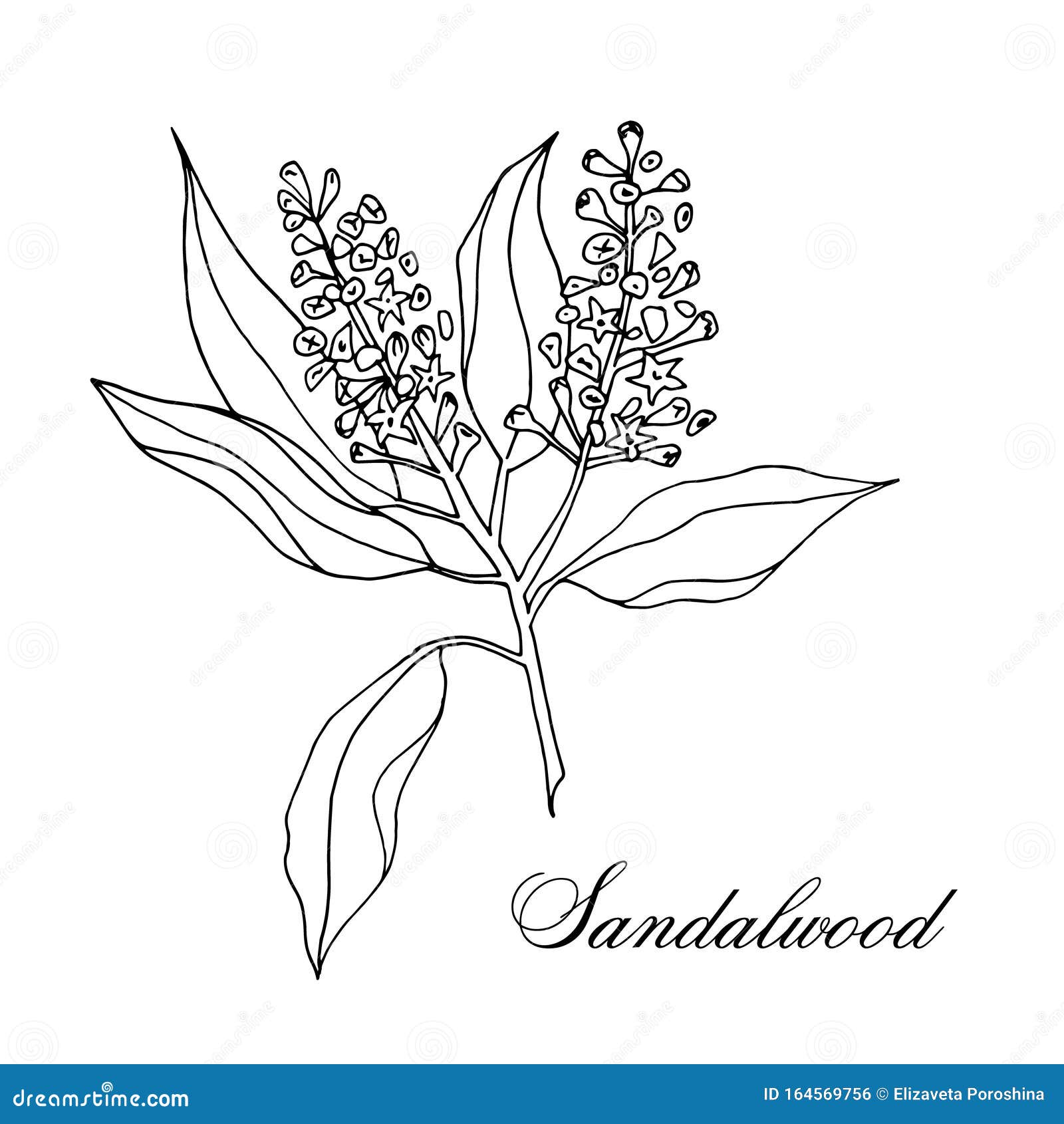 Vector Hand-drawn Branch of Sandalwood Isolated on White