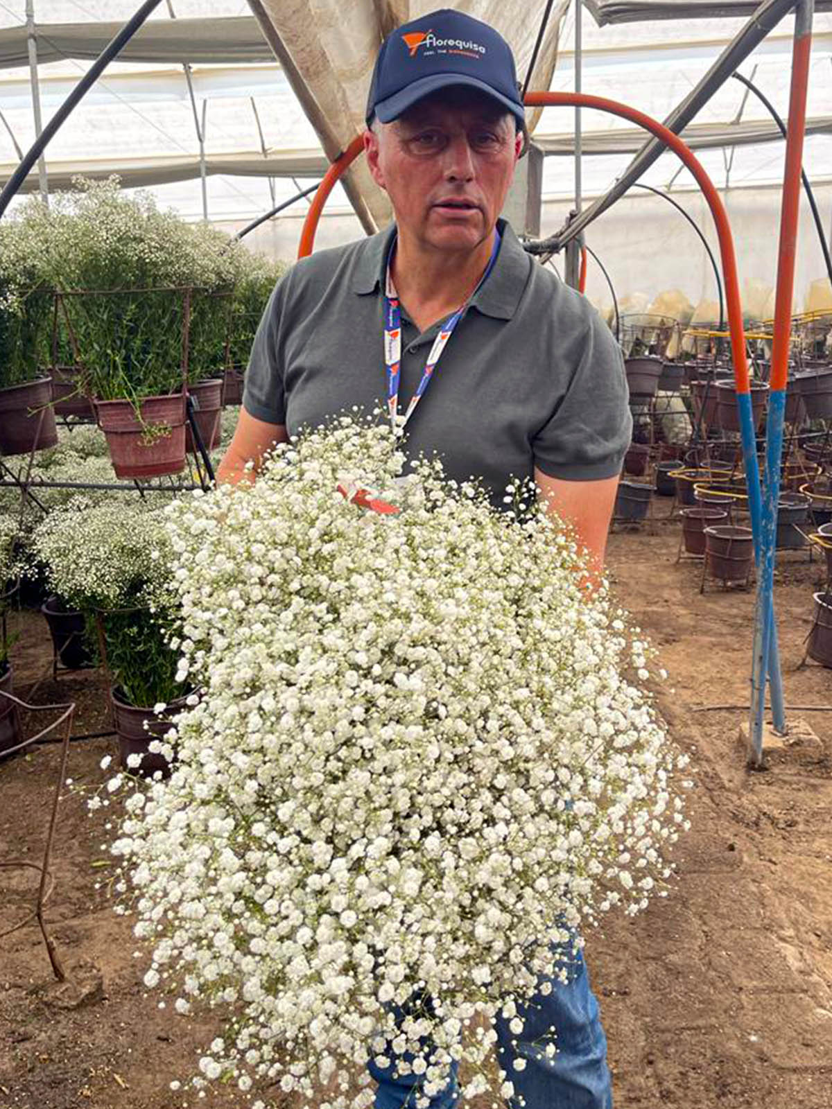 Vimass story behind launching Gypsophila Grandtastic