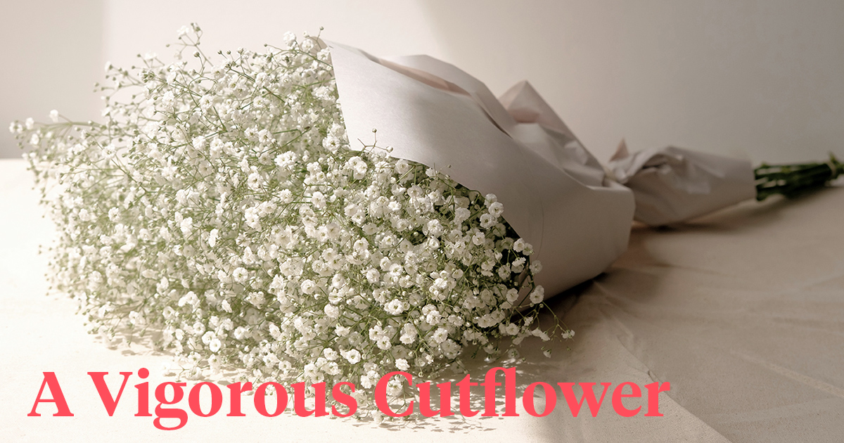 Vimass story behind launching Gypsophila Grandtastic