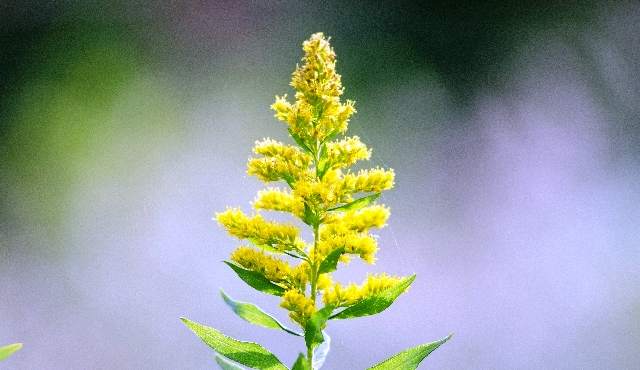 背高泡立草（セイタカアワダチソウ） | 有限会社トミタ