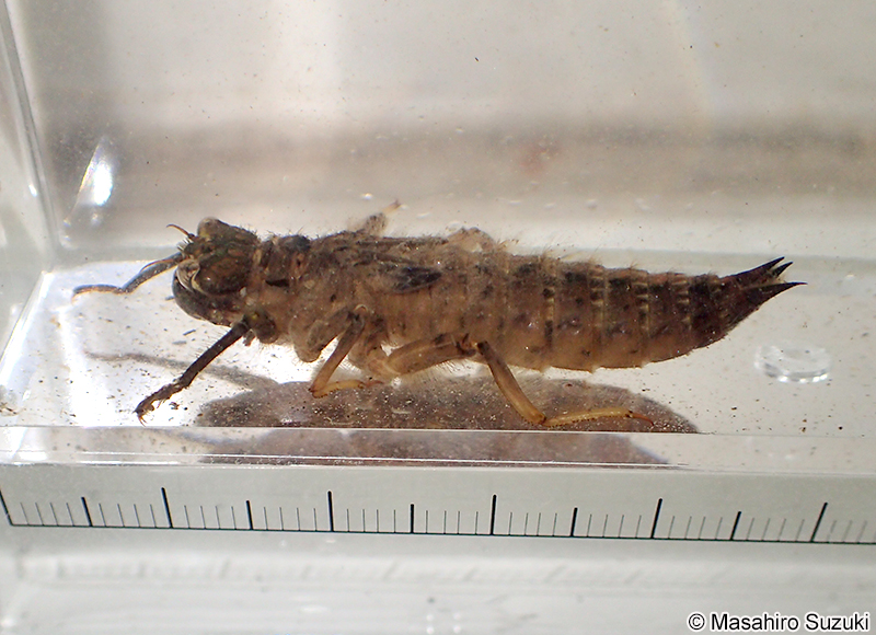 オニヤンマ Anotogaster sieboldii