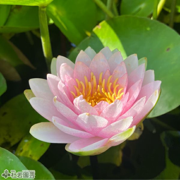 スイレン】 マダム ウィルフロン ゴネール(温帯睡蓮) 12cmポット