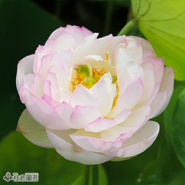 5袋までメール便対応】蓮たねものがたり-桃花扇(とうかせん)【大型種