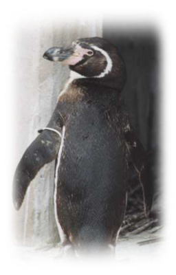 フンボルトペンギン | 動物紹介 | とくしま動物園