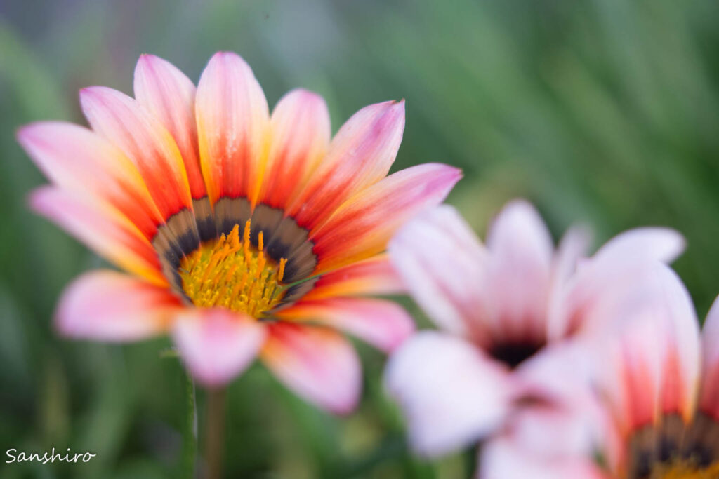 YASHICA ML 35mm F2.8 － ヤシカ ML 35mm F2.8