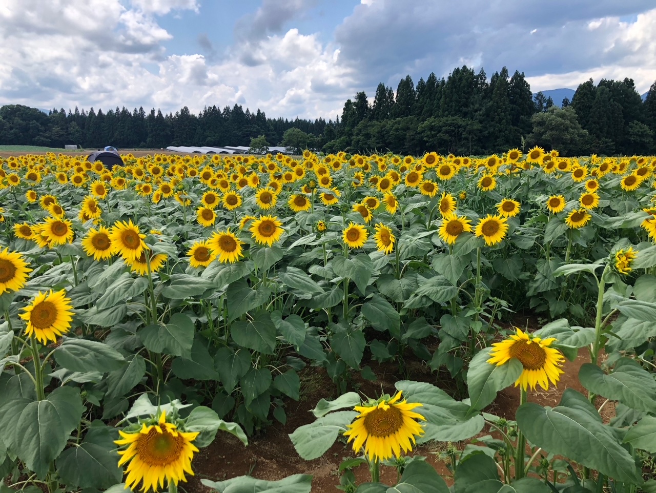 津南町50万本の「ヒマワリ」が見ごろ！（新潟県津南町） | 雪国ジャーニー