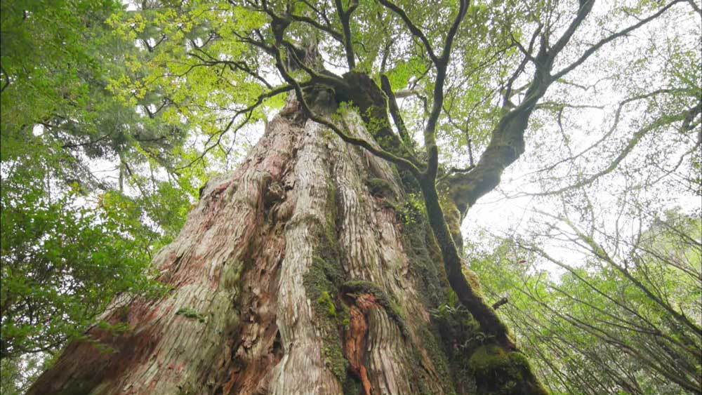 3000年も生きる「屋久杉」は、なぜ長生きなの？｜TBSテレビ