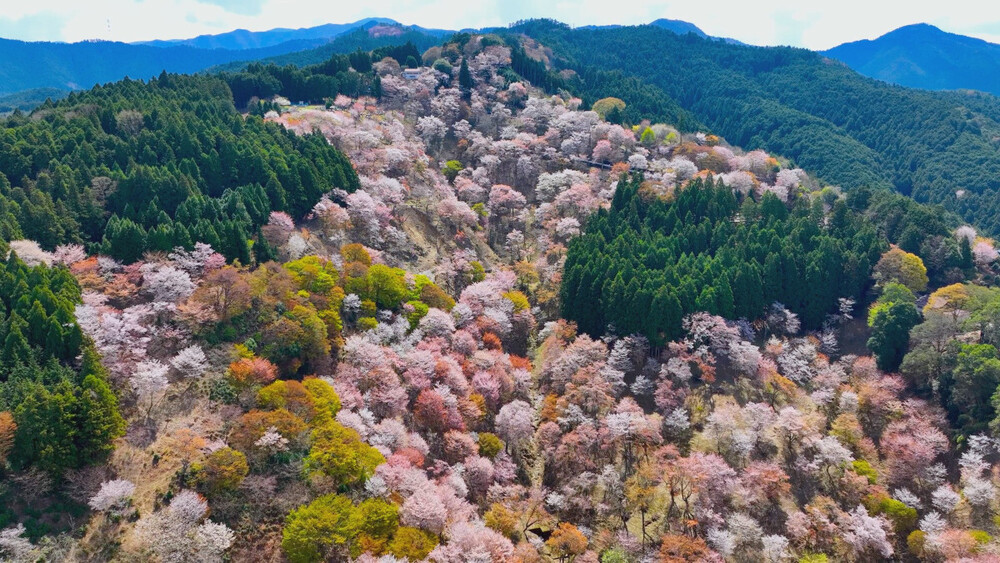 世界遺産』～新春特別企画!四季で巡る日本の聖地～ 自然の彩りや神秘的