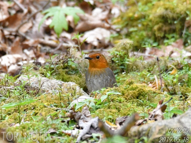 栃木県・幸運のコマドリ | Tori Note -茨城の野鳥観察日誌-