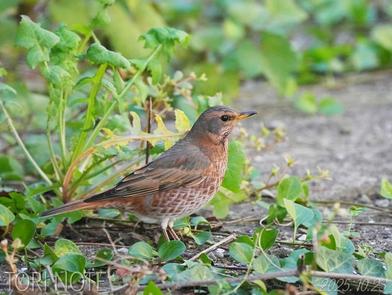 秋の飛島2025（4）～ハチジョウツグミ、ムジセッカ、コヨシキリなど