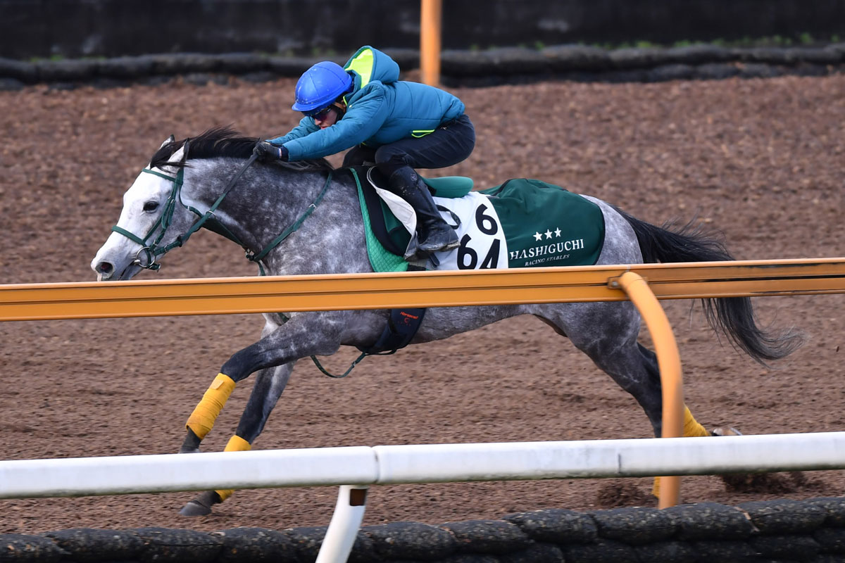 ダイヤモンドS・特急◎】〝芦毛のステイヤー〟ゴーストが意欲の参戦