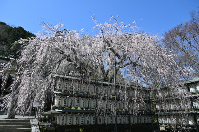 大石神社の桜♪御神木「大石桜」華麗で優美なしだれ桜(京都山科