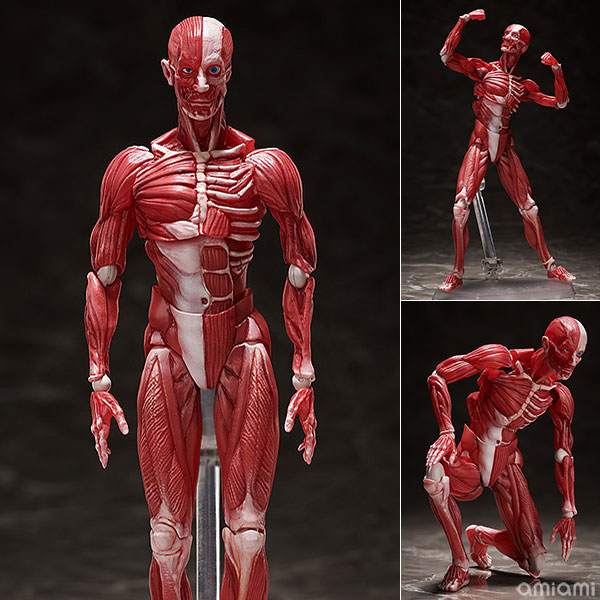 figma『人体模型』可動フィギュア【フリーイング】より2022年4月発売