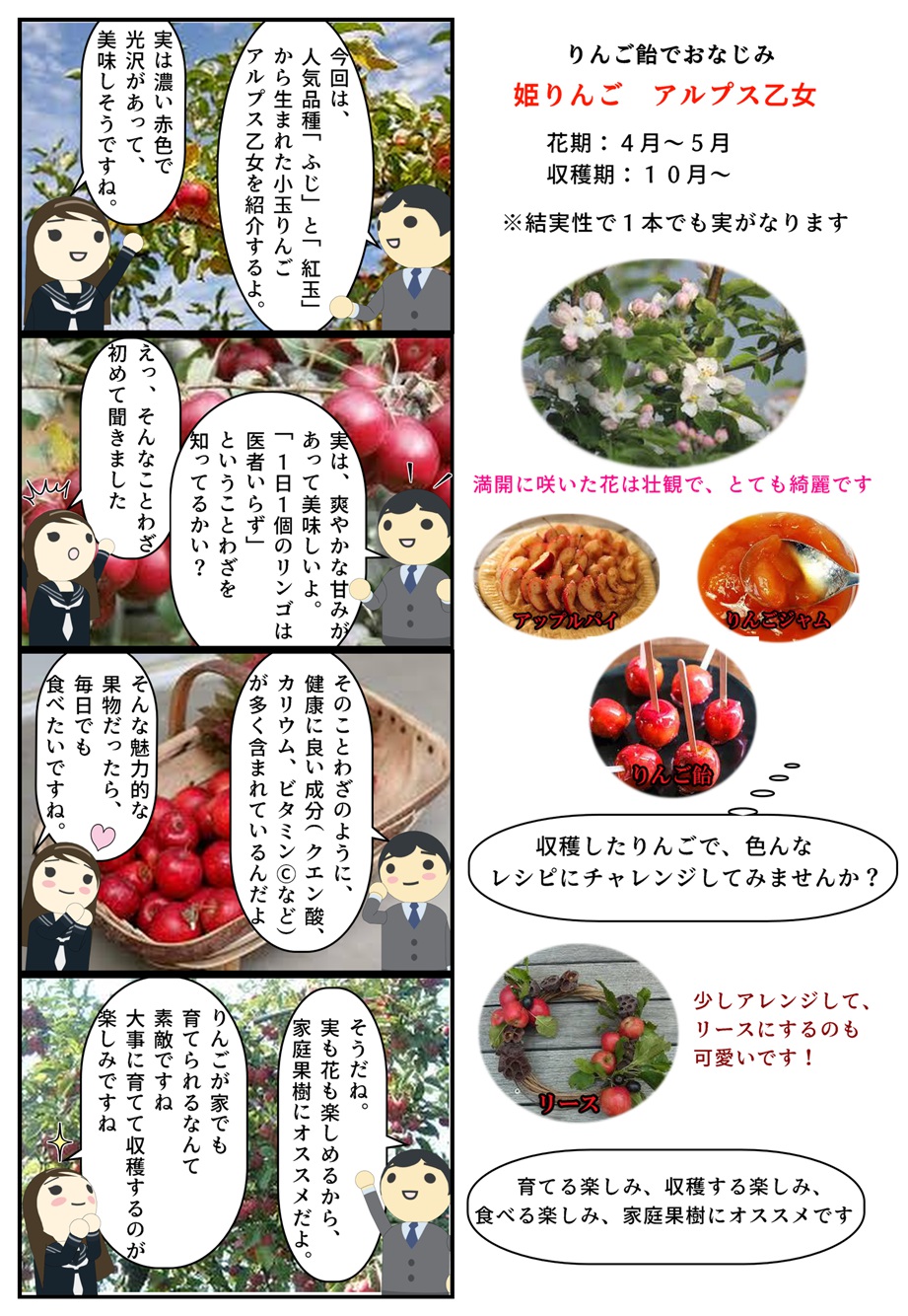 楽天市場】ミニりんご2026年4月開花花芽有しっかりちした林檎の苗です3