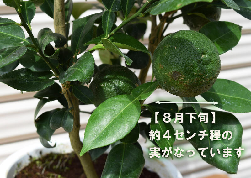 楽天市場】実はついていません 2026年開花後実のなる種無しゆず高さ50