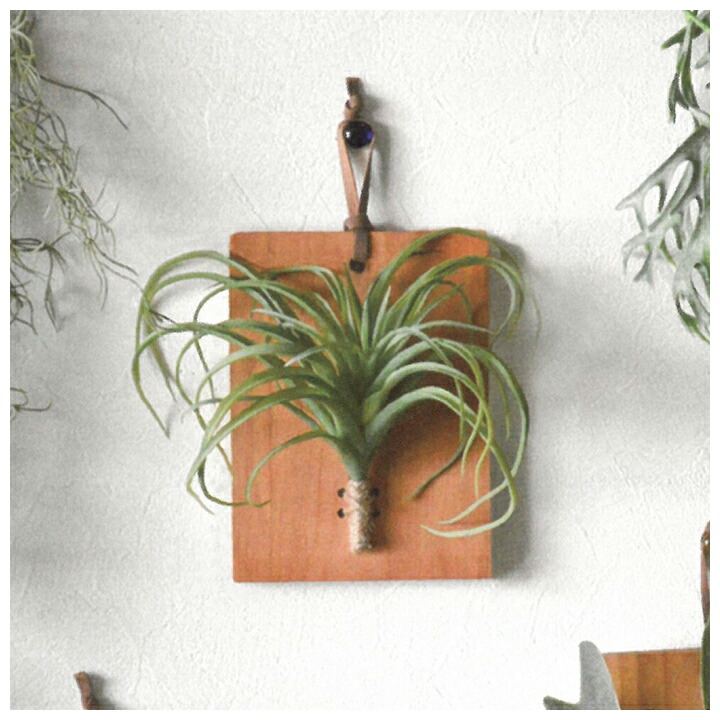 楽天市場】インテリアグリーン ウォールボード チランジア 光触媒