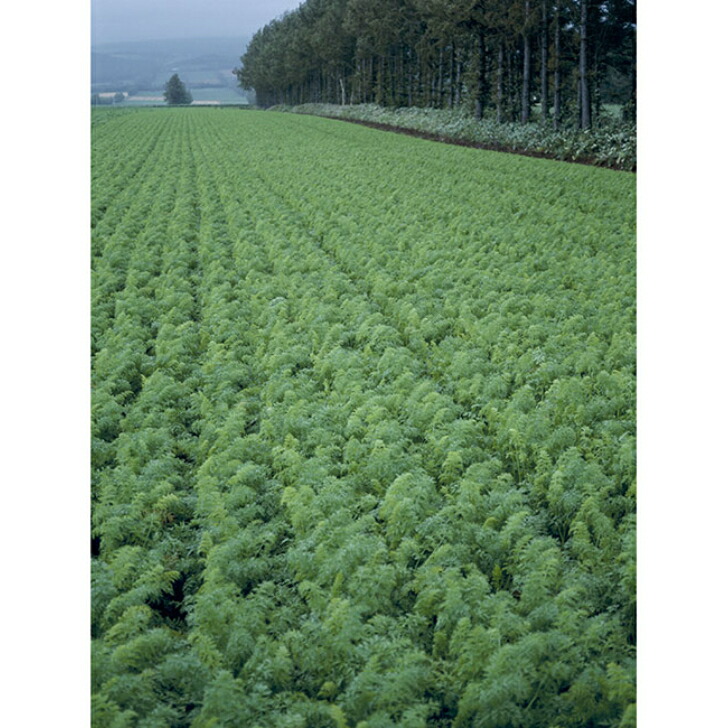 楽天市場】ニンジン 種 向陽二号 コート 10000粒 野菜 プロ向け 家庭