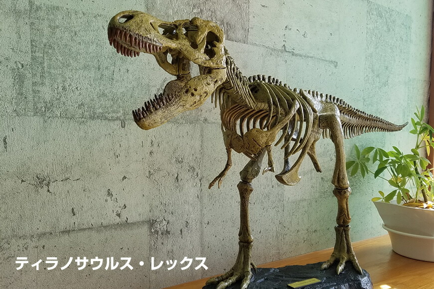 楽天市場】T-REX骨格組み立てキット : 3D・恐竜・おもちゃのヤマサン