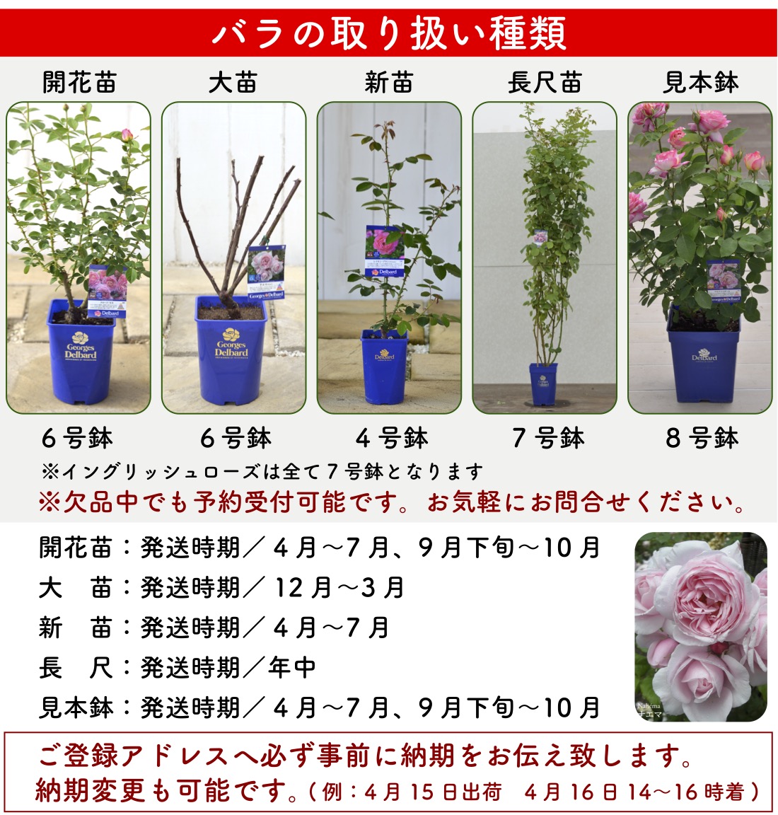 楽天市場】【2026年 早期予約】送料無料【コフレ 新苗4号鉢】鉢植え