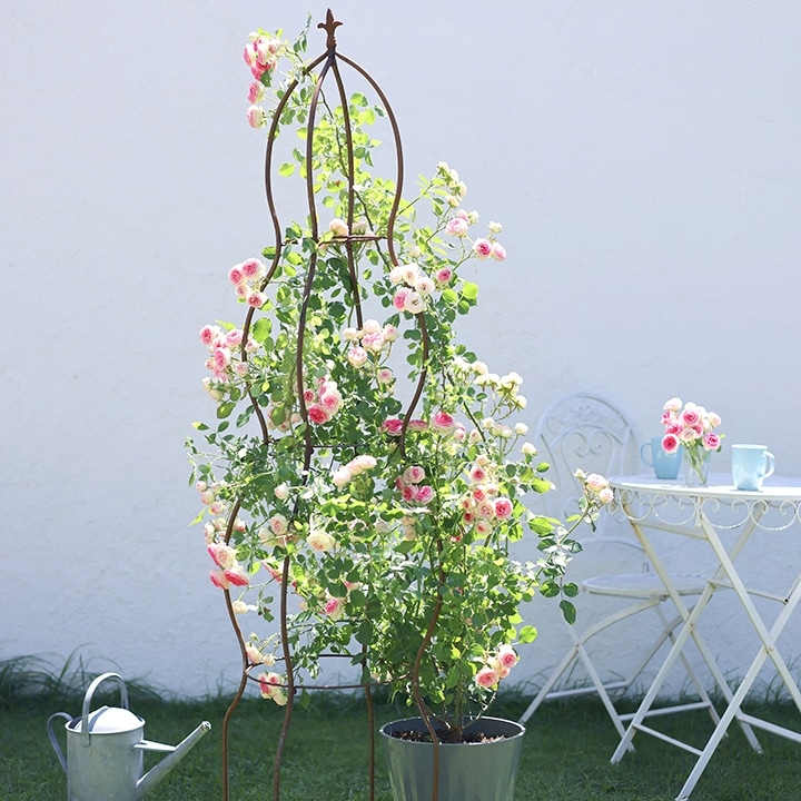 楽天市場】オベリスク 誘引 バラ ガーデニング GARDEN STORY Series