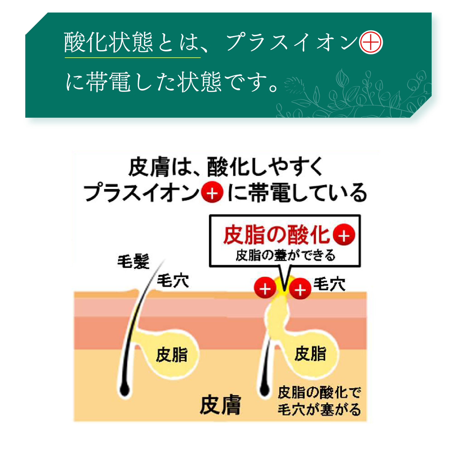 楽天市場】【クーポンで1000円OFF！2/23 23:59まで】ラドンブラシ