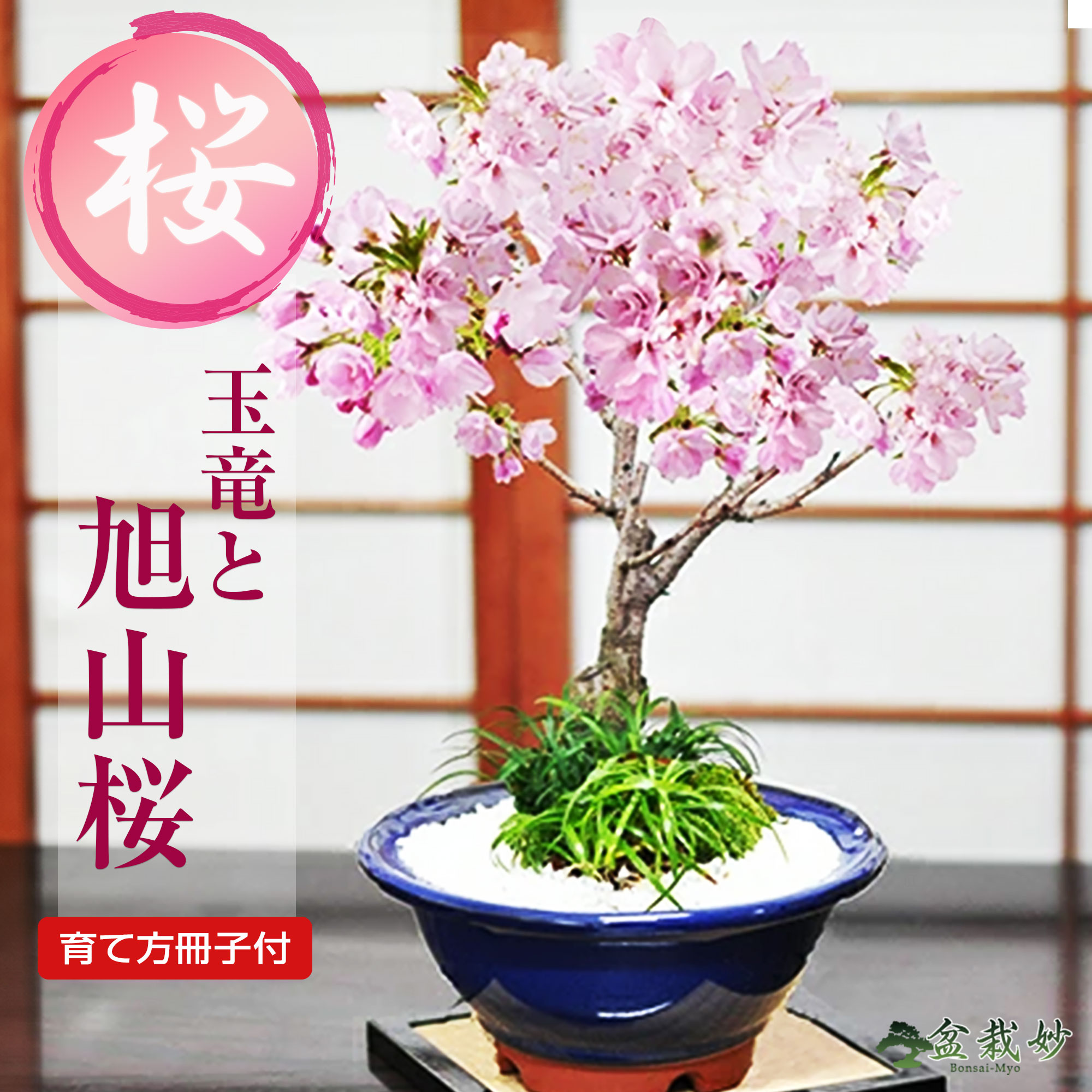 楽天市場】桜 盆栽 大きめ旭山桜と玉竜の寄植え 生子すり鉢 自宅でお