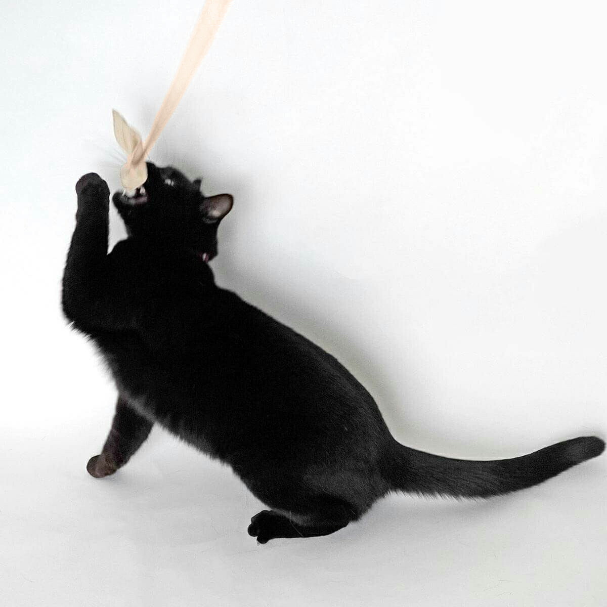 楽天市場】猫のおもちゃ 猫じゃらし 耐久性 安全 [たのしんぼう＋